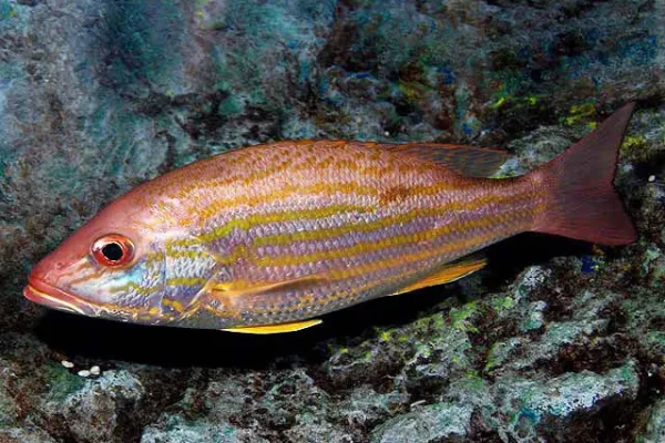 Lutjanus_synagris_SI2